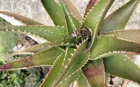 Planta de aloe vera con hojas verdes y espinosas, mostrando algunas manchas marrones que podrían indicar enfermedades.