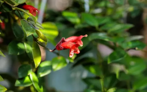 Flor roja de Aeschynanthus, ideal para quienes buscan consejos sobre aeschynanthus cuidados.