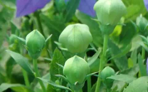Capullos verdes de platycodon grandiflorus listos para florecer, con pétalos morados desenfocados al fondo.