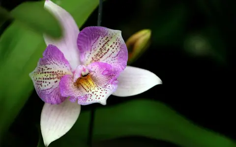 Una orquídea púrpura y blanca, con delicados puntos, se abre majestuosamente. Es un momento especial cuando florecen las orquídeas.