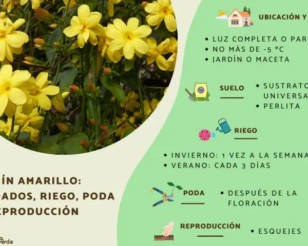 Un jazmín en maceta con flores amarillas, ideal para jardín o maceta, con consejos de cuidado.