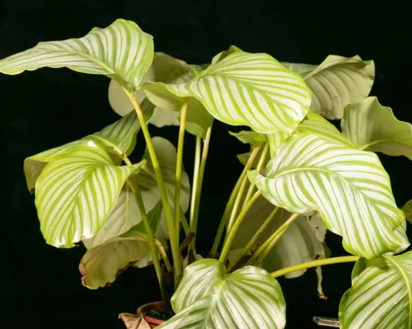 Calathea con hojas verdes y blancas, algunas con bordes amarillos, sobre fondo oscuro.