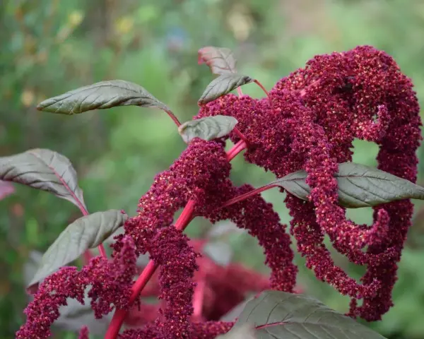 La planta amaranta exhibe racimos colgantes de flores rojas intensas y hojas verde oscuro.