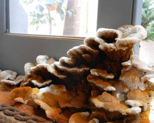 Hongos en madera por humedad, con capas blancas y anaranjadas que crecen en un tronco.