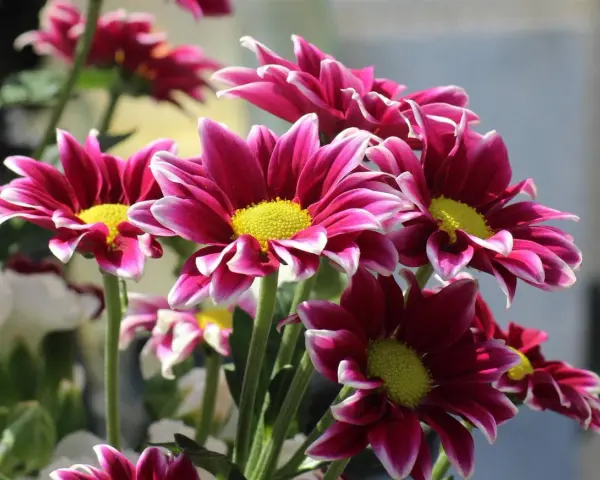 Ramos de plantas de exterior con flor todo el año, con pétalos magenta y bordes blancos, y centros amarillos vibrantes.