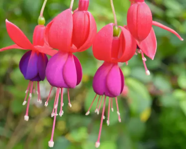 Flores de fucsia planta, con pétalos rojos y morados, cuelgan delicadamente.