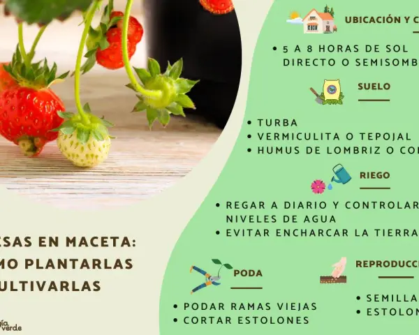 Planta de fresas en maceta con fresas rojas y verdes. Guía para su cultivo, riego y poda.