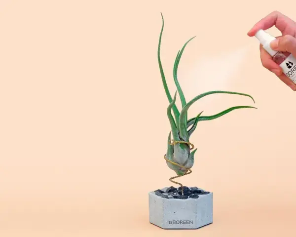 Pulverizando una tillandsia para sus cuidados. La planta aérea está en una maceta de cemento con piedras.