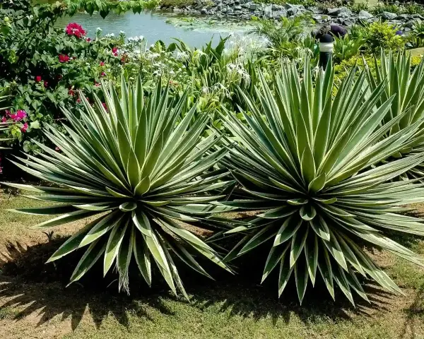 Dos ejemplares de distintos tipos de agave, con hojas verdes y bordes blancos, lucen majestuosos junto a un estanque y flores rosadas.