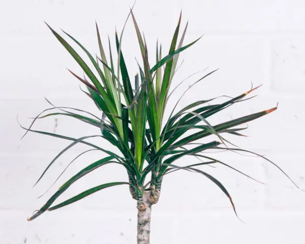Dracaena marginata con hojas verdes y bordes rojizos. Consejos para sus cuidados y mantenimiento.