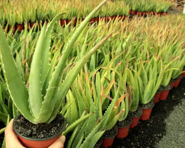Un primer plano de una planta de aloe vera en maceta, con filas de plantas de aloe vera en el fondo. Los cuidados del aloe vera son sencillos.