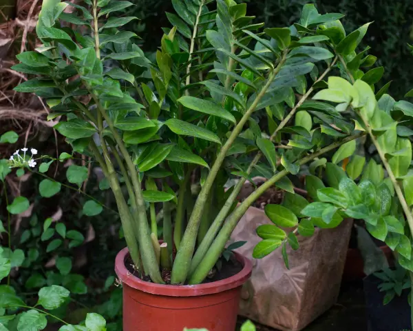 Planta de zamioculca en maceta marrón, con hojas verdes brillantes y tallos gruesos. Perfecta para interiores, sus cuidados son mínimos.