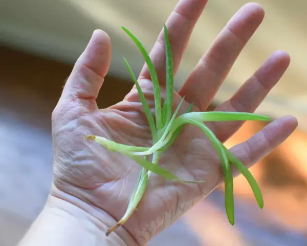 Una mano sostiene un pequeño brote de aloe vera, listo para reproducir.