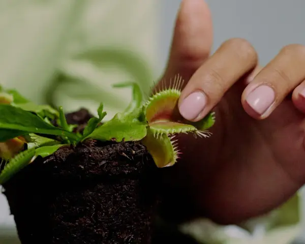 Mano con uñas rosas tocando delicadamente una planta carnívora, mostrando sus trampas. Cuidados de planta carnívora.