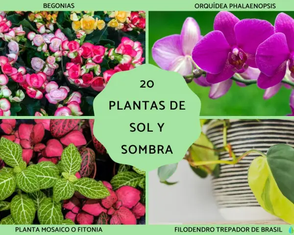 Begonias, orquídea, planta mosaico y filodendro son algunas de las plantas de exterior en maceta ideales para sol y sombra.