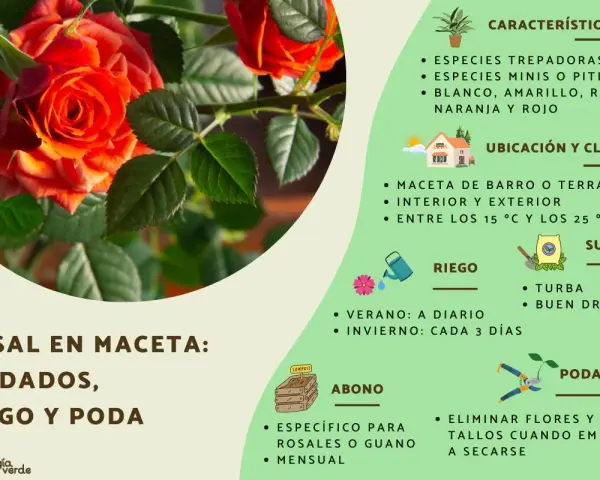 Rosal en maceta: cuidados, riego y poda. Consejos para mantener tus rosas sanas y hermosas.