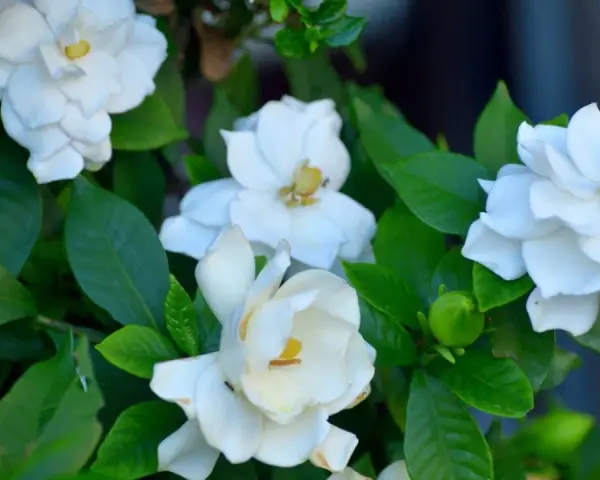 Gardenias blancas florecen, sus pétalos delicados y hojas verdes. Consejos de gardenia cuidados para un jardín radiante.