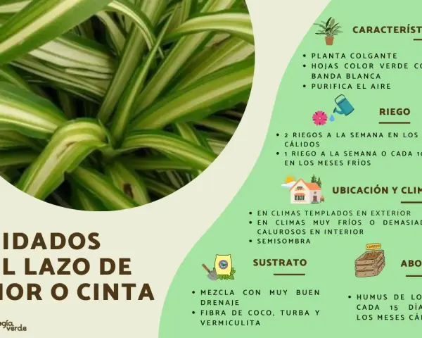 Planta cinta con hojas verdes y blancas, ideal para colgar. Purifica el aire y requiere cuidados específicos de riego, ubicación y sustrato.