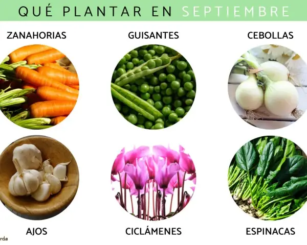 Ideas para que plantar en septiembre en maceta: zanahorias, guisantes, cebollas, ajos, ciclámenes y espinacas.