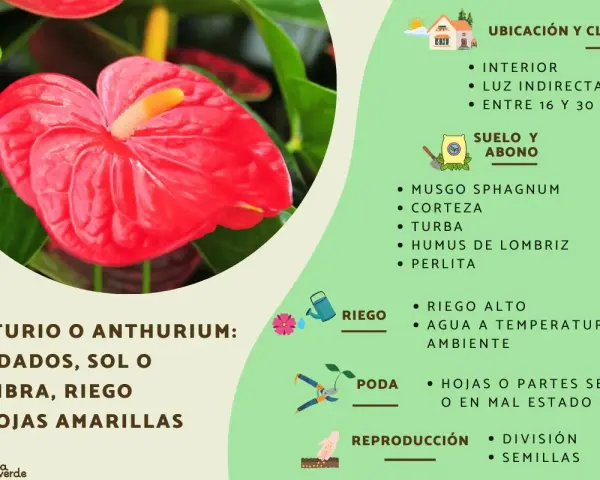 Anturio rojo brillante, ideal para interior con luz indirecta. El anturio es de sombra, no de sol directo.