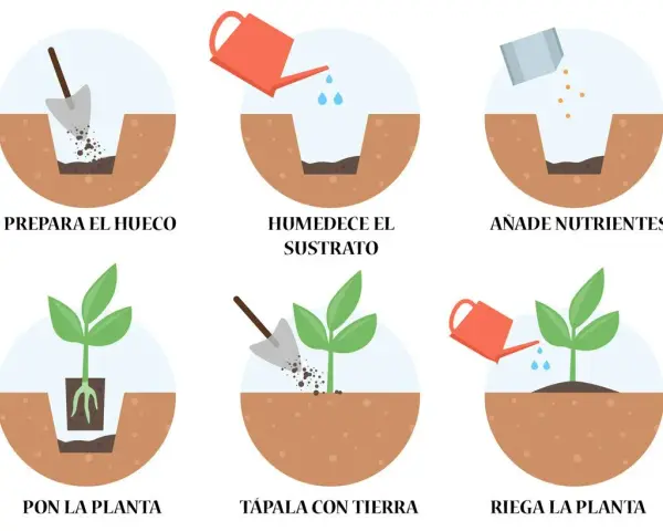Pasos para saber cuándo trasplantar: prepara el hueco, humedece, añade nutrientes, pon la planta, tápala y riega.