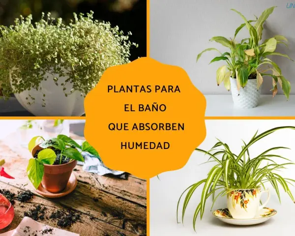 Cuatro imágenes de plantas de interior, incluyendo una planta de araña en una taza de té, ideales como plantas para el baño que absorben humedad.