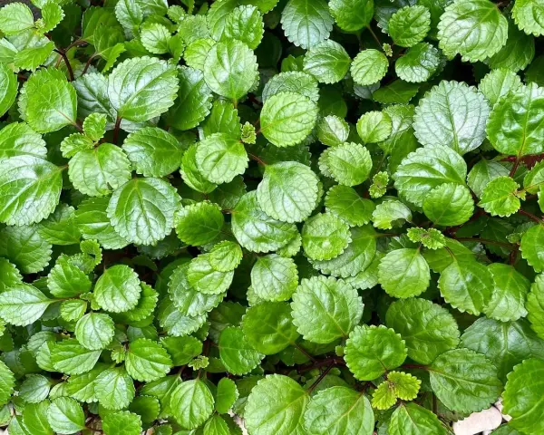 Planta del dinero interior o exterior, con hojas verdes brillantes y bordes dentados, creando un tapiz exuberante.