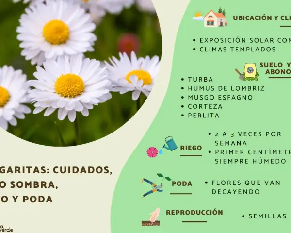 Primer plano de una margarita flor blanca con centro amarillo, rodeada de otras flores y hierba. La imagen incluye consejos de cuidado para margaritas.