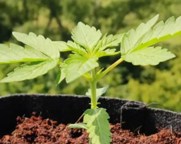 Joven canna planta en maceta, con hojas verdes y tallo delgado, lista para crecer bajo el sol.