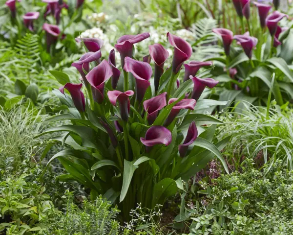Un grupo de elegantes **plantas cala** de color burdeos profundo florecen entre follaje verde exuberante y otras plantas pequeñas.