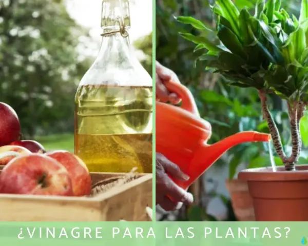 Manos riegan planta con regadera naranja. A un lado, manzanas rojas y botella de vinagre. ¿Vinagre para los geranios?