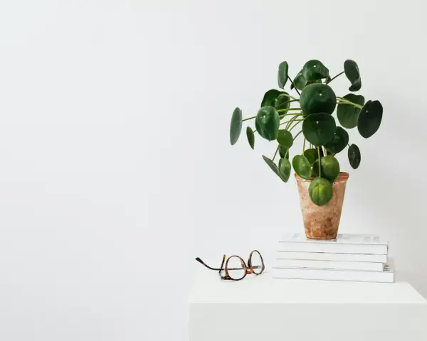 Una planta del dinero china, con hojas redondas y verdes, reposa en una maceta de terracota sobre libros. Unas gafas descansan cerca.