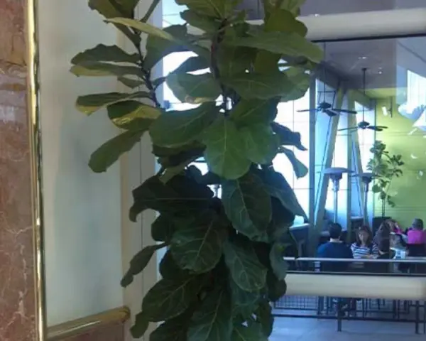Ficus lyrata con hojas grandes y verdes, ideal para interiores. Sus cuidados son sencillos, necesita luz indirecta y riego moderado.