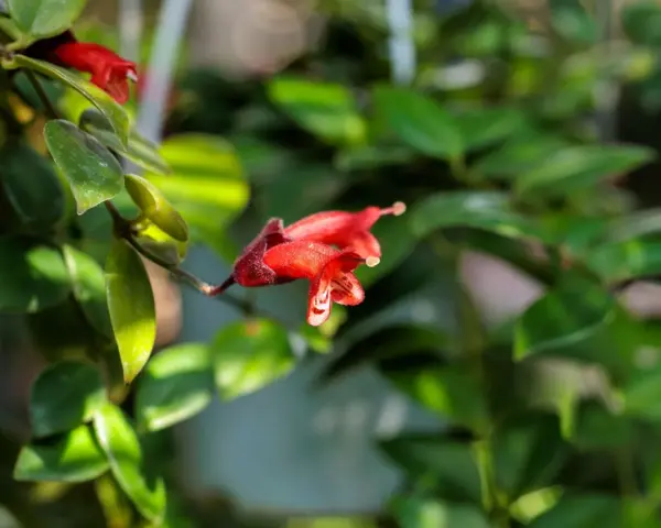 Flor roja de Aeschynanthus, ideal para quienes buscan consejos sobre aeschynanthus cuidados.