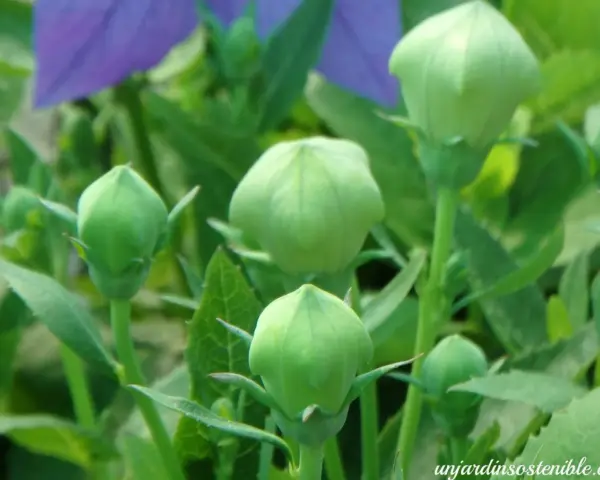 Capullos verdes de platycodon grandiflorus listos para florecer, con pétalos morados desenfocados al fondo.