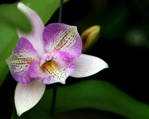 Una orquídea púrpura y blanca, con delicados puntos, se abre majestuosamente. Es un momento especial cuando florecen las orquídeas.