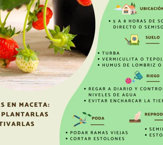 Planta de fresas en maceta con fresas rojas y verdes. Guía para su cultivo, riego y poda.