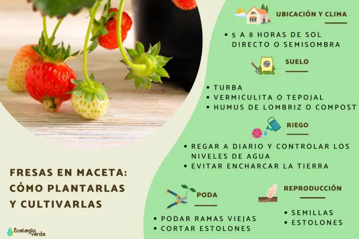 Planta de fresas en maceta con fresas rojas y verdes. Guía para su cultivo, riego y poda.