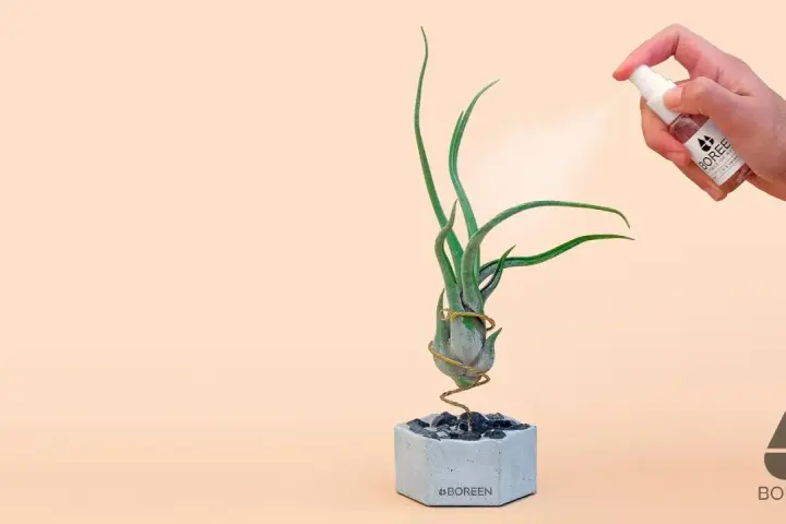 Pulverizando una tillandsia para sus cuidados. La planta aérea está en una maceta de cemento con piedras.