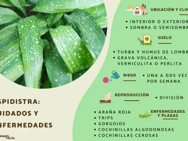 Aspidistra: cuidados y enfermedades. Hojas verdes con manchas blancas, consejos de ubicación, suelo, riego, reproducción y plagas.