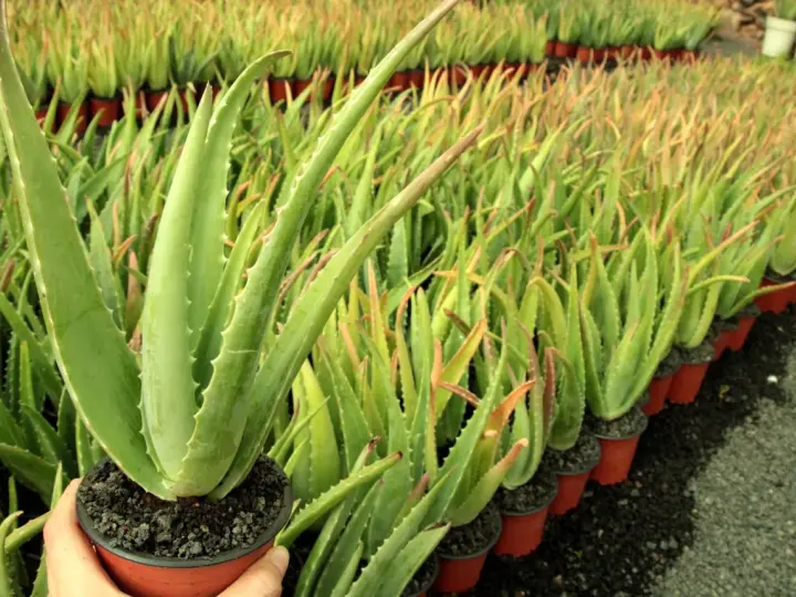 Un primer plano de una planta de aloe vera en maceta, con filas de plantas de aloe vera en el fondo. Los cuidados del aloe vera son sencillos.