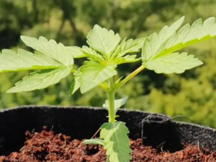 Joven canna planta en maceta, con hojas verdes y tallo delgado, lista para crecer bajo el sol.