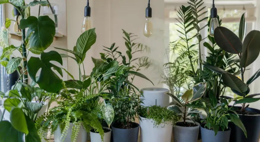 Un rincón lleno de vida, con plantas frondosas y luces cálidas. ¡Perfecto para **regar plantas en vacaciones** y soñar con un oasis verde!