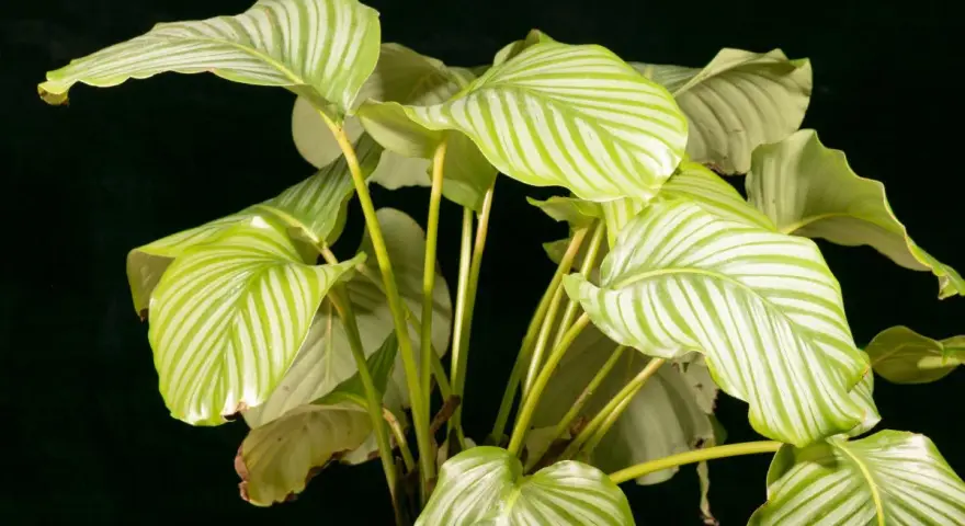 Calathea con hojas verdes y blancas, algunas con bordes amarillos, sobre fondo oscuro.