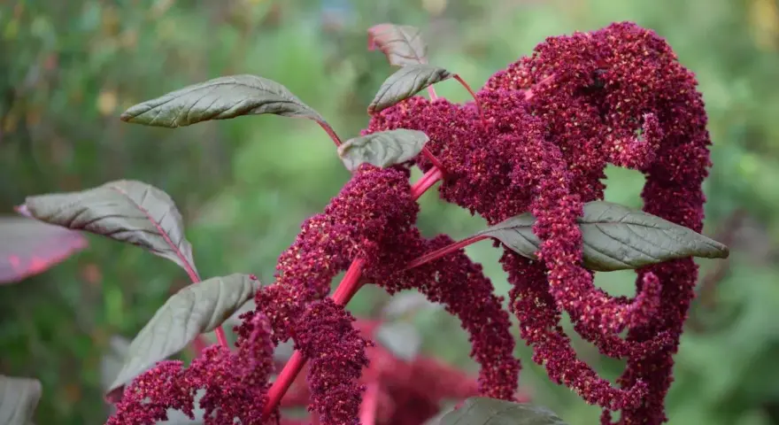 La planta amaranta exhibe racimos colgantes de flores rojas intensas y hojas verde oscuro.