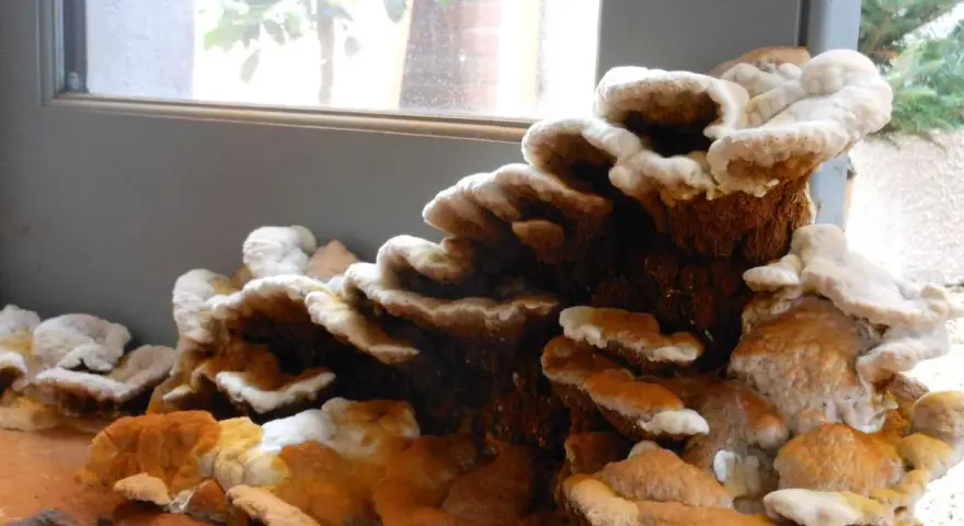 Hongos en madera por humedad, con capas blancas y anaranjadas que crecen en un tronco.