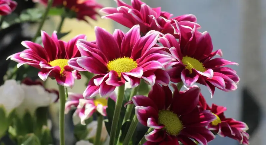 Ramos de plantas de exterior con flor todo el año, con pétalos magenta y bordes blancos, y centros amarillos vibrantes.