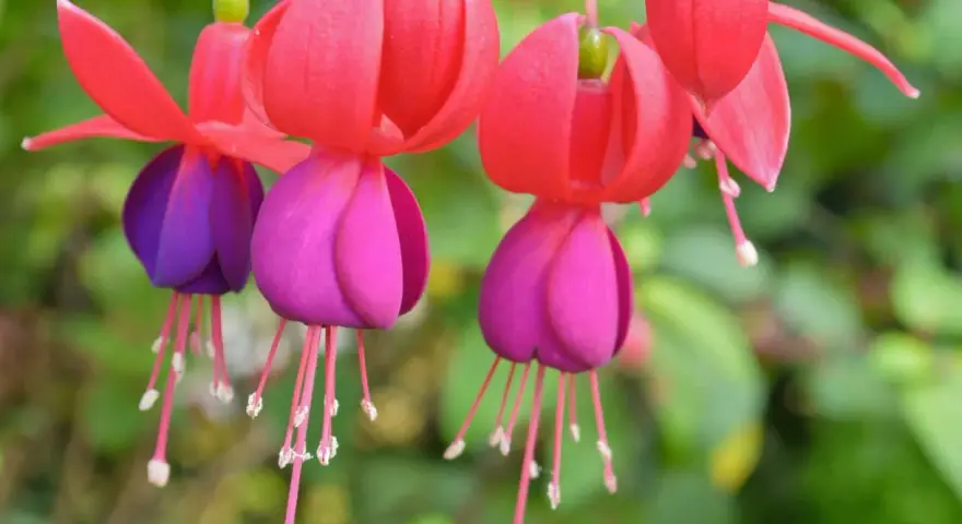 Flores de fucsia planta, con pétalos rojos y morados, cuelgan delicadamente.
