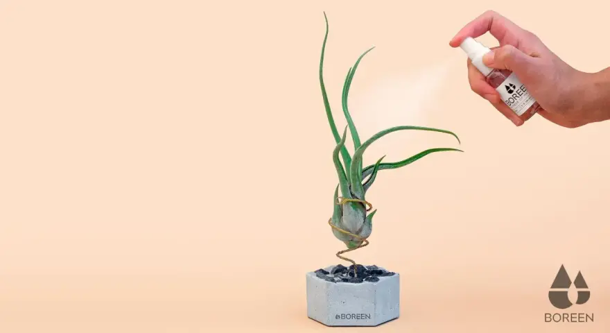 Pulverizando una tillandsia para sus cuidados. La planta aérea está en una maceta de cemento con piedras.