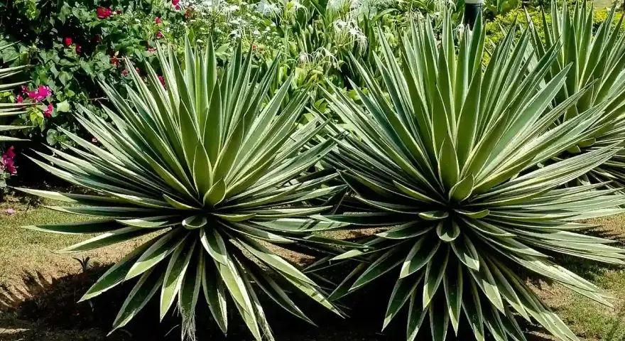 Dos ejemplares de distintos tipos de agave, con hojas verdes y bordes blancos, lucen majestuosos junto a un estanque y flores rosadas.